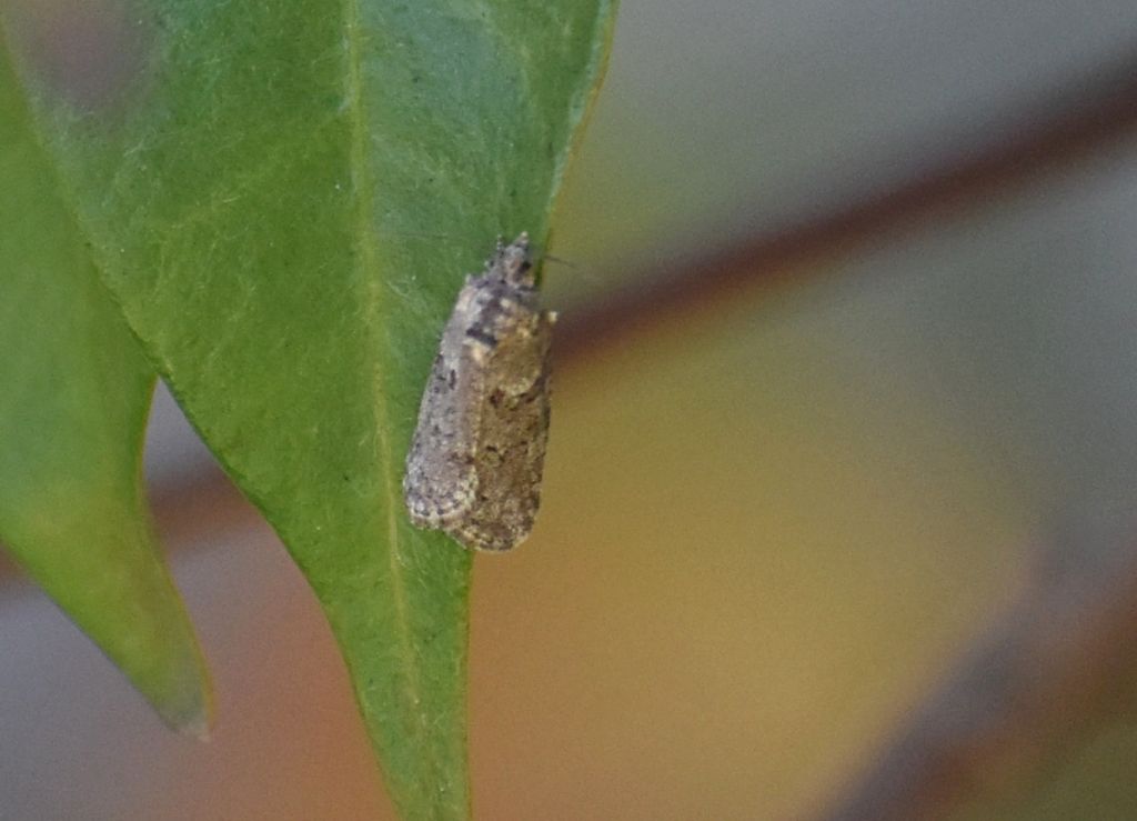 Falena da identificare